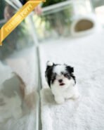 OREO - MALE (PURCHASED by SARA) - Image 3