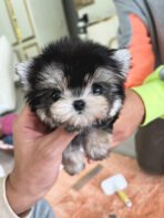 ROCKO - MALE (PURCHASED by SARA) - Image 2