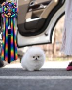 GIOVANNI - MALE (PURCHASED by DON) - Image 3