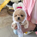 ZOEY - FEMALE (PURCHASED by LISA)