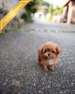 JESSICA - FEMALE (PURCHASED by LOURDES) - Image 3