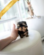 EMMA - FEMALE(PURCHASED by VINCENT) - Image 2