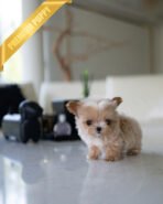 BOGART - MALE (PURCHASED by DAISY)