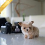 BOGART - MALE (PURCHASED by DAISY)