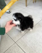 OSCAR - MALE (PURCHASED by HASAN) - Image 4