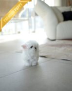 TOBY - MALE (PURCHASED by SIRIRAT)) - Image 6