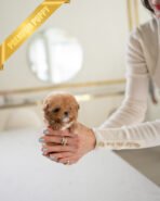 ZOE - FEMALE (PURCHASED by KAVEH) - Image 2