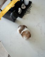 BENNY - MALE (PURCHASED by AKIRA) - Image 5