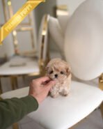 PEANUT - MALE (PURCHASED by MISTY)