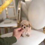 PEANUT - MALE (PURCHASED by MISTY)