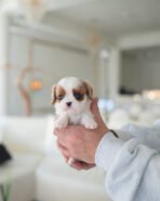 ALFIE - MALE (PURCHASED by JAMEEL) - Image 2