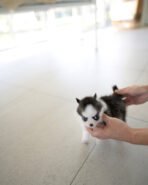 NANA - FEMALE (PURCHASED by FATIMA) - Image 2