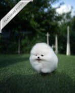 TAYLOR - FEMALE (PURCHASED by IAN) - Image 3