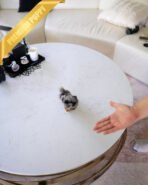 PEBBLES - FEMALE (PURCHASED by MARIA) - Image 6