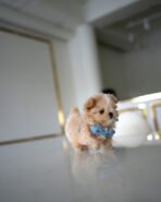 MACARON - MALE (PURCHASED by AHMED) - Image 4