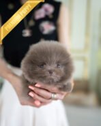 CHIP - MALE (PURCHASED by SOFIIA) - Image 5