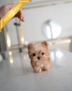 LOUIS - MALE (PURCHASED by SIBILLA)