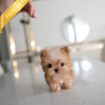 LOUIS - MALE (PURCHASED by SIBILLA)