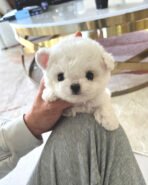 TOBY - MALE (PURCHASED by SAM)