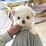 TOBY - MALE (PURCHASED by SAM)