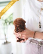 ZIGGY - MALE (PURCHASED by MAKAREM)