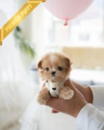 TOFFEE - FEMALE (PURCHASED by ALIREZA)