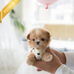 TOFFEE - FEMALE (PURCHASED by ALIREZA)