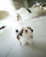 TOBY - MALE (PURCHASED by SWAN) - Image 4