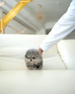 BAMBI - MALE (PURCHASED by NICOLE) - Image 3