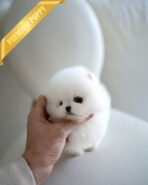 BUTTONS - FEMALE (PURCHASED by KANG)