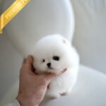 BUTTONS - FEMALE (PURCHASED by KANG)