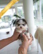 MILO - MALE (PURCHASED by MARILYN)