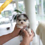 MILO - MALE (PURCHASED by MARILYN)