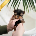 JAKE - MALE (PURCHASED by TRACY)