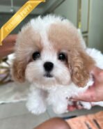 MOLLY - FEMALE (PURCHASED by TINA) - Image 2