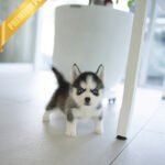 RYDER - MALE (PURCHASED by KAREN)