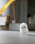 PAULA - FEMALE (PURCHASED by HELEN) - Image 7