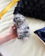 SELENE - FEMALE (PURCHASED by JENS) - Image 5