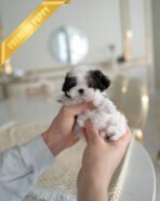 GIGI - FEMALE (PURCHASED by RIKKI) - Image 3