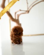 VELVET - FEMALE (PURCHASED by GUILHERME) - Image 4