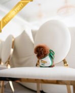 ARLO - MALE (PURCHASED by SARAH) - Image 4