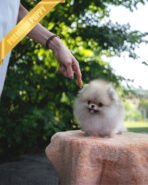 SANDY - MALE (PURCHASED by JOSELYN) - Image 2