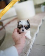 TEDDY - MALE (PURCHASED by SANTIAGO) - Image 2