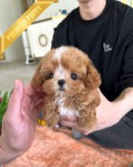 JESSICA - FEMALE (PURCHASED by ROSANNE) - Image 2