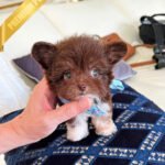 HERSHEY - MALE (PURCHASED by ASHLEY)