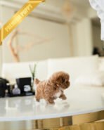 TRUFFLE - MALE (PURCHASED by NIKI) - Image 3