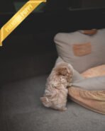 HUGO - MALE (PURCHASED by MARIAM) - Image 4