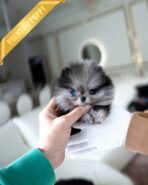 THOR - MALE (PURCHASED by ANONYMOUS)