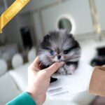 THOR - MALE (PURCHASED by ANONYMOUS)