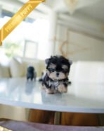 ROVER - MALE (PURCHASED by ITZIA)